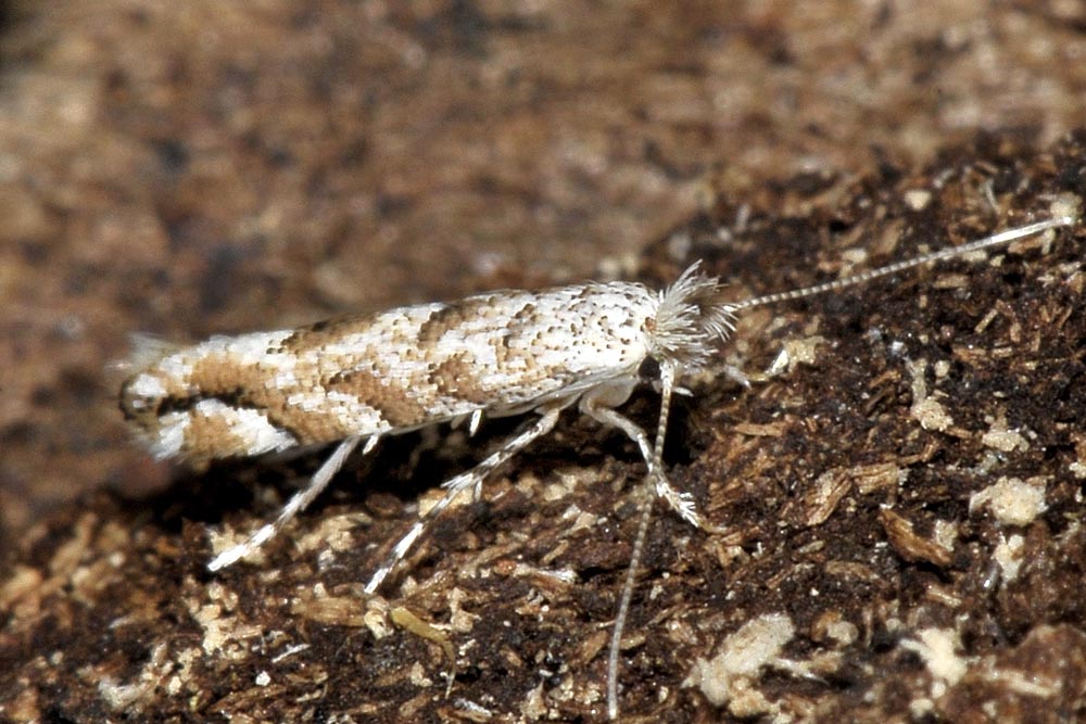 Farfallina sotto corteccia:  Gracillariidae: Phyllonorycter comparella